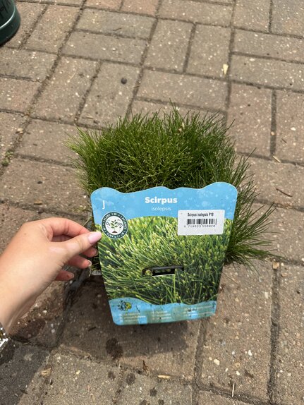 Scirpus Isolepsis