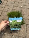 Scirpus Isolepsis