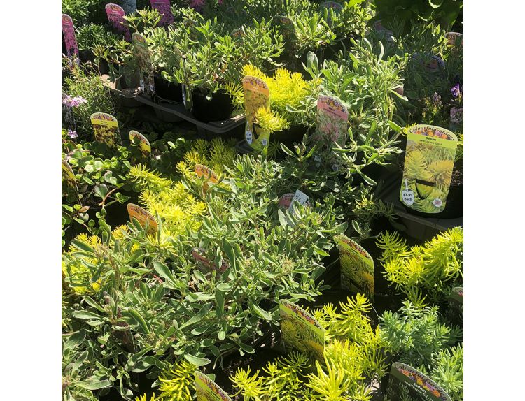 Sedum 12cm pot