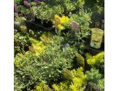 Sedum 12cm pot