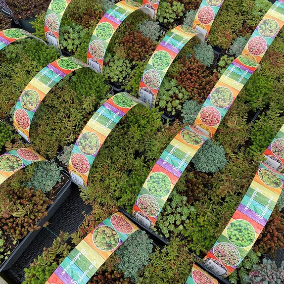 Sedum 6 pack