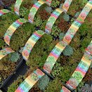 Sedum 6 pack