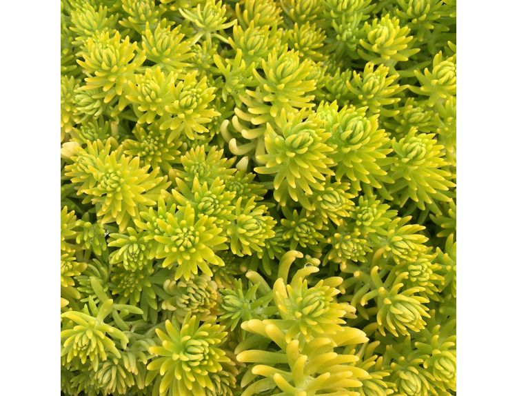 Sedum acre Aureum 1 litre pot - image 2