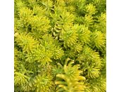 Sedum acre Aureum 1 litre pot - image 2