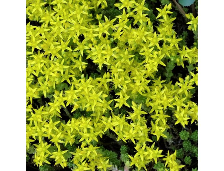 Sedum acre Aureum 1 litre pot - image 1