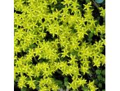 Sedum acre Aureum 1 litre pot - image 1