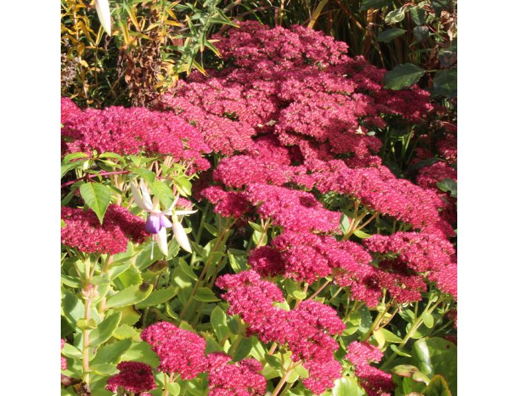 Sedum Autumn Joy