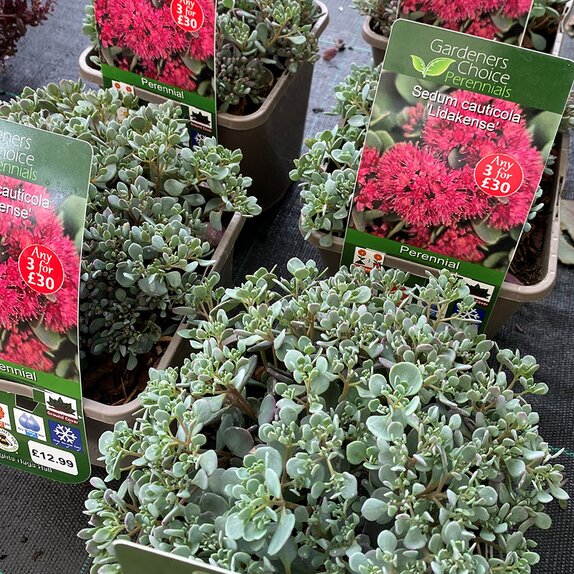 Sedum cauticola 'Lidakense'