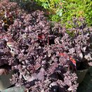 Sedum Chocolate Cherry
