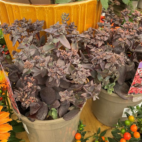 Sedum Chocolate Cherry
