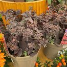 Sedum Chocolate Cherry