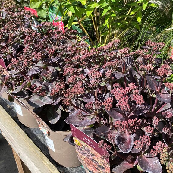Sedum Conga Line