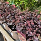 Sedum Conga Line