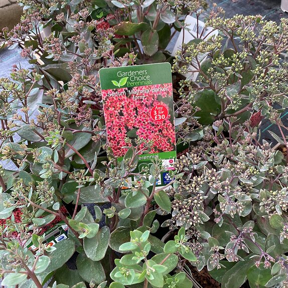 Sedum 'Matrona' darker form