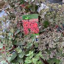Sedum 'Matrona' darker form
