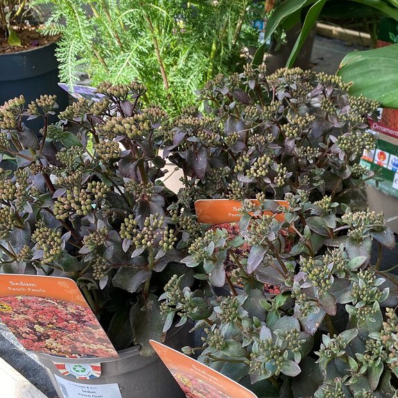Sedum Peach Pearl