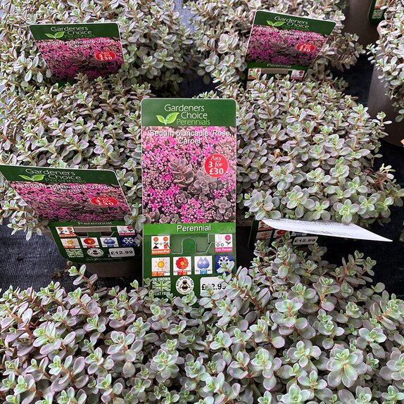 Sedum pluricaule 'Rose Carpet'