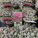 Sedum pluricaule 'Rose Carpet'