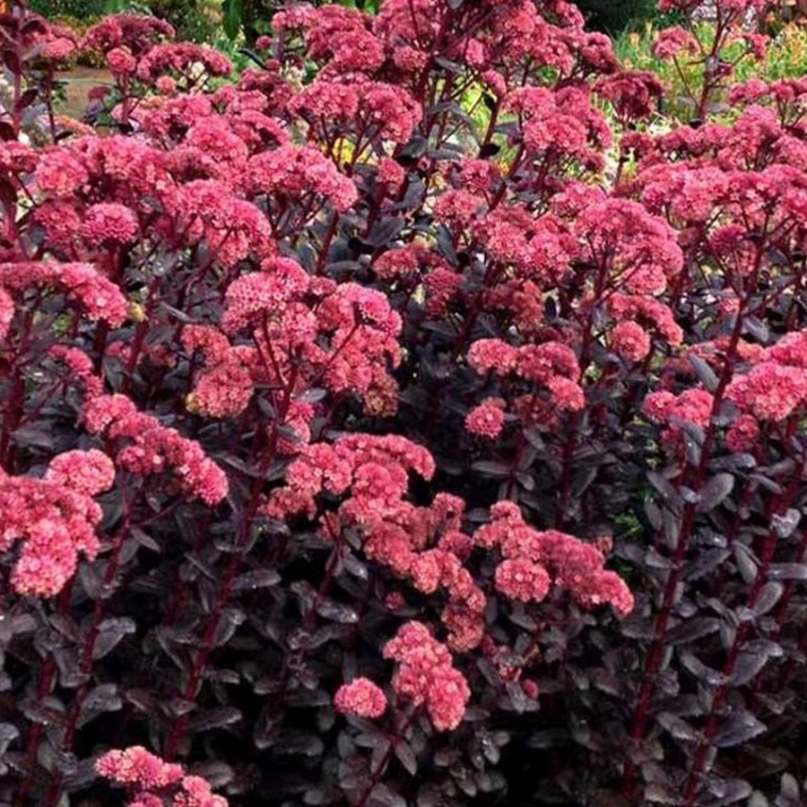 Sedum Red Sparkle - Knights Garden Centres