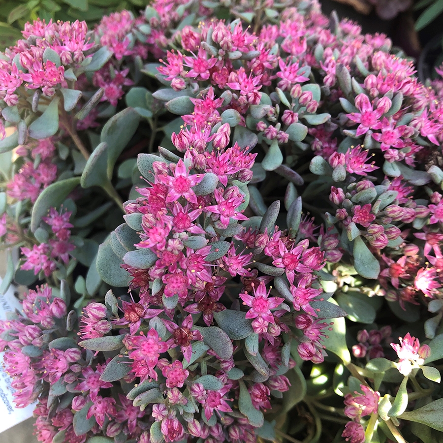 Sedum Rose Carpet 2 litre pot Knights Garden Centres