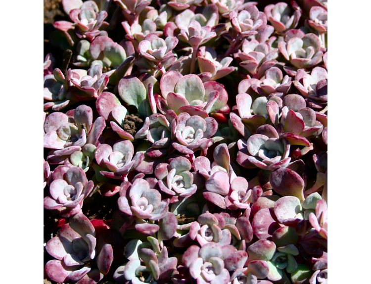 Sedum spathulifolium 'Purpureum' 1 litre pot - image 2