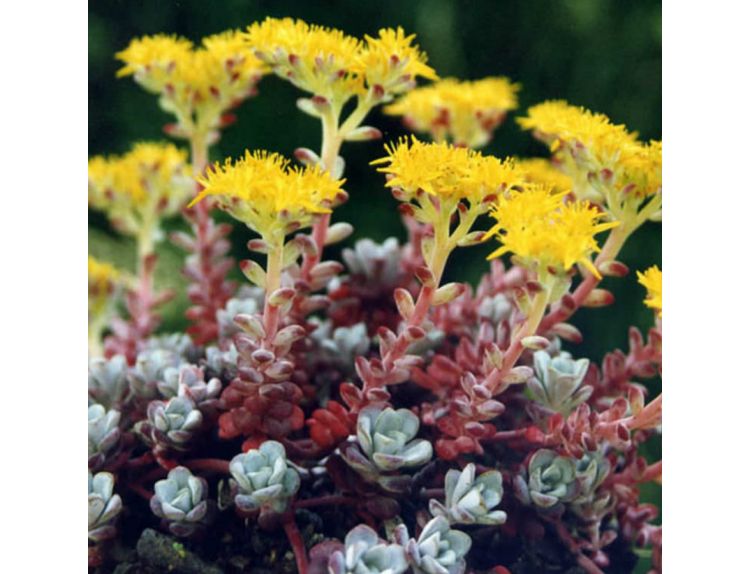 Sedum spathulifolium 'Purpureum' 1 litre pot - image 1