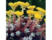 Sedum spathulifolium 'Purpureum' 1 litre pot - image 1