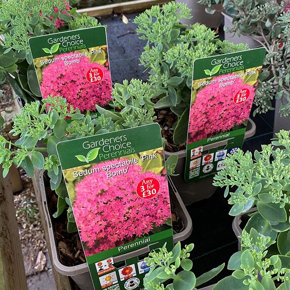 Sedum spectabile 'Pink Bomb'