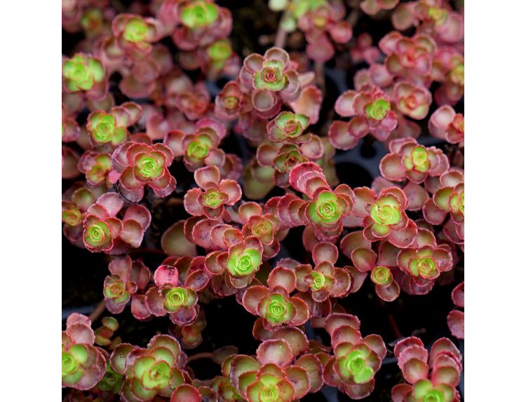 Sedum spurium Dragons Blood 1 litre pot - image 2