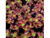 Sedum spurium Dragons Blood 1 litre pot - image 2