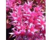 Sedum spurium Dragons Blood 1 litre pot - image 1