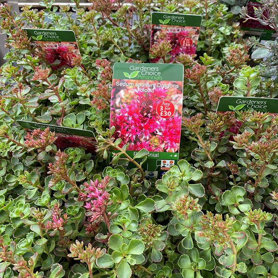Sedum spurium Dragons blood