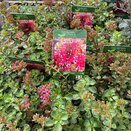 Sedum spurium Dragons blood