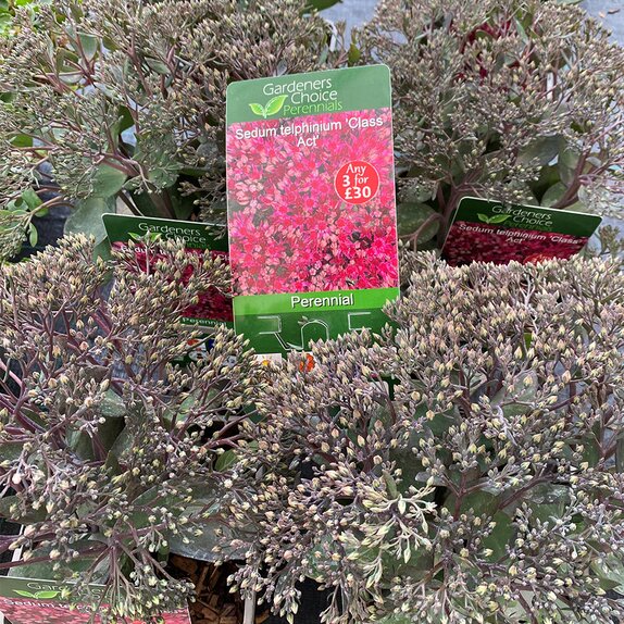 Sedum telphinium 'Class Act'