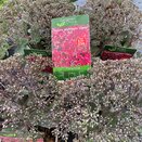 Sedum telphinium 'Class Act'