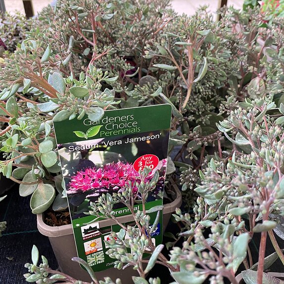 Sedum 'Vera Jameson'