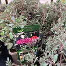 Sedum 'Vera Jameson'