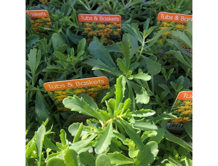 Sedum Weihenstephaner Gold 11cm pot
