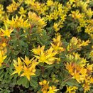 Sedum Weihenstephaner Gold