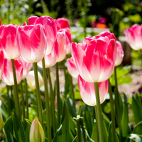 Select Tulips