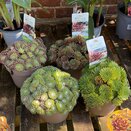 Sempervivum Big Sam Collection
