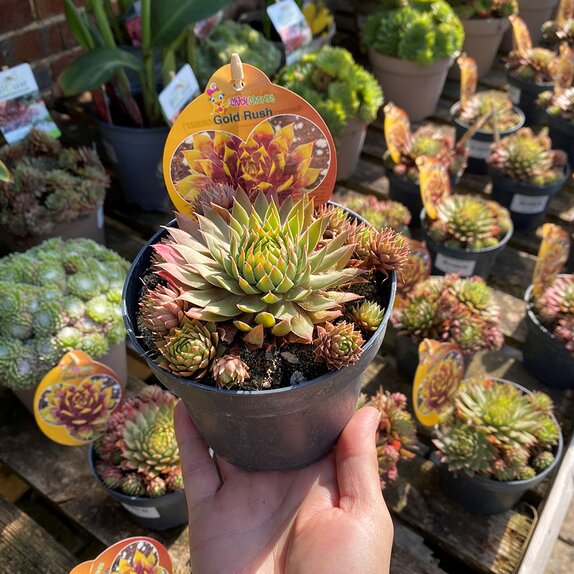 Sempervivum Chick Charms Gold Rush