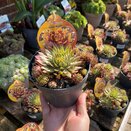 Sempervivum Chick Charms Gold Rush