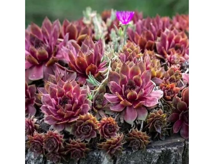 Sempervivum Rubin 1 litre pot