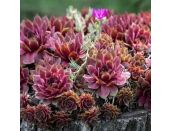 Sempervivum Rubin 1 litre pot