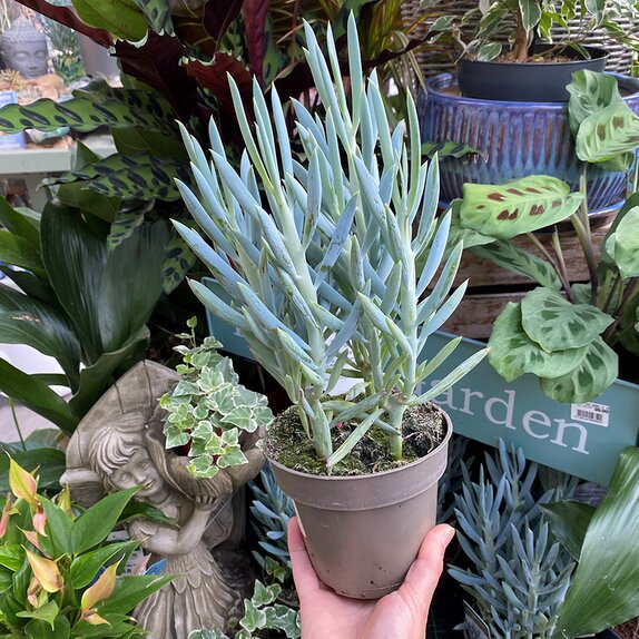 Senecio ficoides Mount Everest