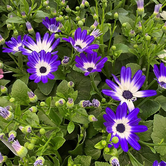 Senetti Blue Bicolour