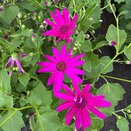 Senetti Magenta