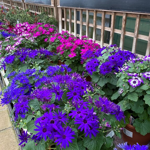 Senetti Patio Pot