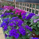Senetti Patio Pot